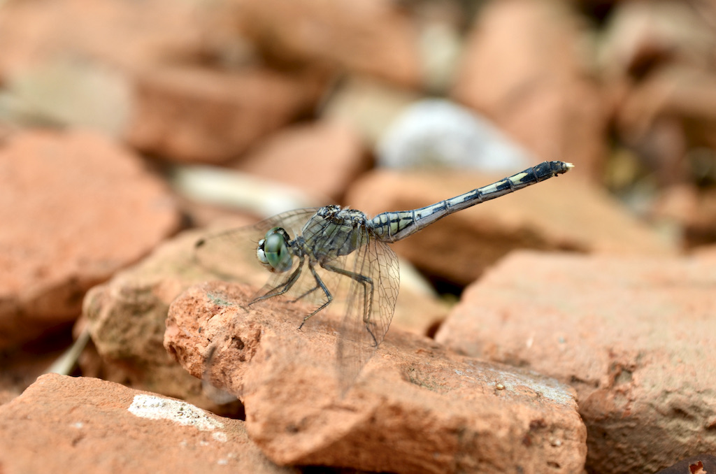 a dragonfly