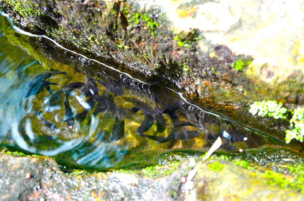 fish swimming in a tiny crack